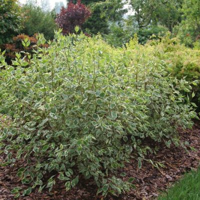 SGT. PEPPER® Tatarian dogwood (Cornus alba 'Verpaalen2' Sgt. Pepper) - 3 gallon