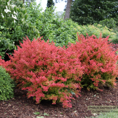 SUNJOY FAST NEO® Barberry (Berberis thunbergii 'NCBT4') - QT PWDF