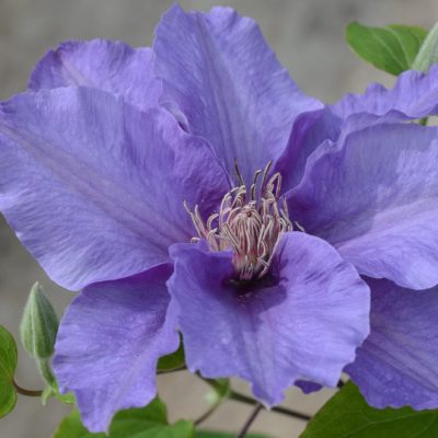 Sacha™ Clematis (Clematis sacha) - 3QT