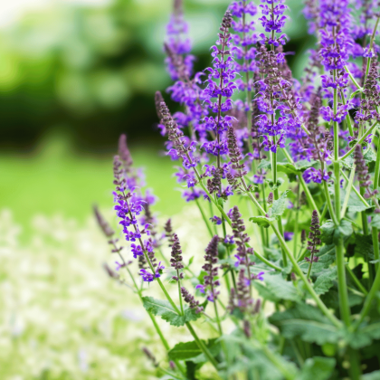 Salvia