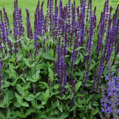 Salvia n. 'Caradonna'