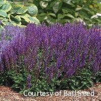 Salvia n. 'East Friesland'