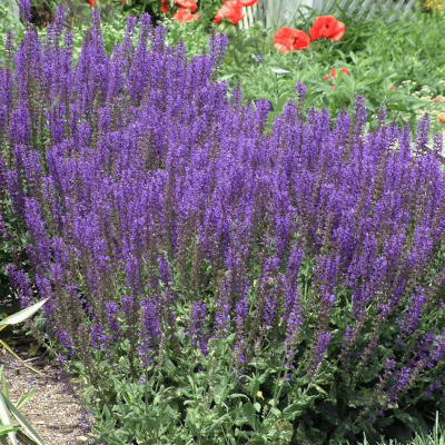 Salvia n. 'Mainacht' (May Night)