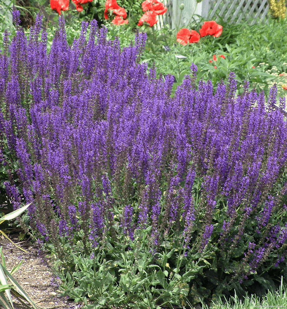 Salvia n. 'Mainacht' (May Night)