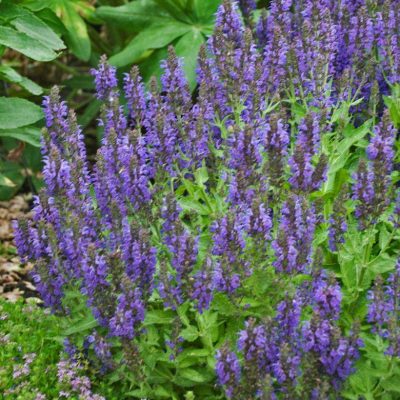 Salvia n. 'Marcus'