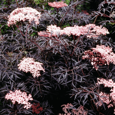 Sambucus n. Black Lace®