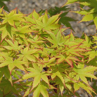 'Sango kaku' Coral Bark Japanese Maple (Acer palmatum 'Sango-kaku') - 2 gallon