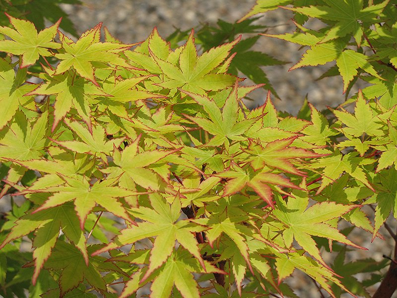 'Sango kaku' Coral Bark Japanese Maple (Acer palmatum 'Sango-kaku') - 2 gallon