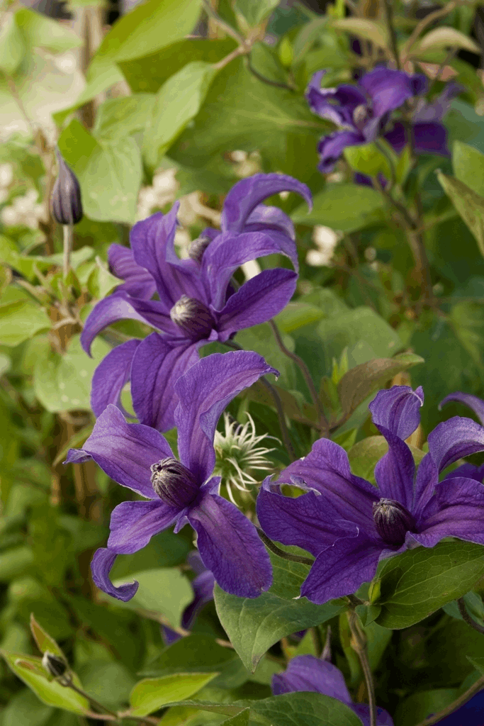 Sapphire Indigo™ Clematis (Clematis sapphire 'Cleminov51') - 1 gallon