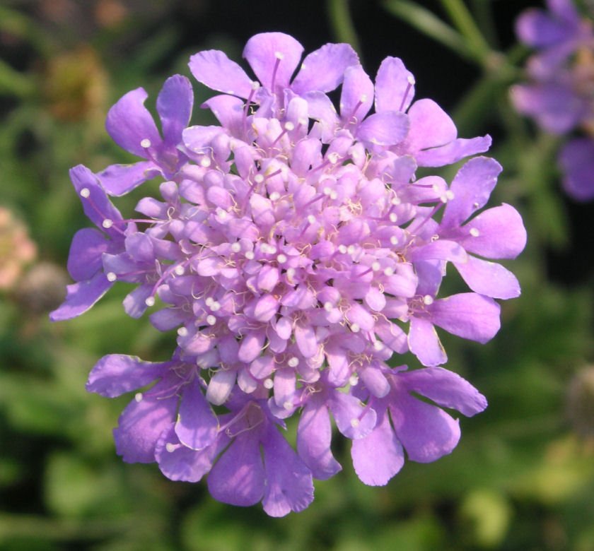 Scabiosa 'Butterfly Blue' - Image 2