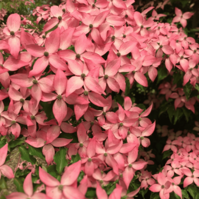 Scarlet Fire Dogwood