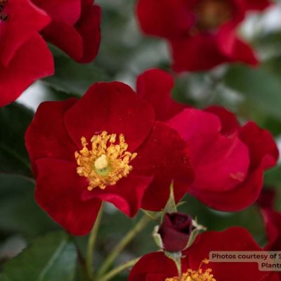 Scarlet Drift® rose (Rosa Scarlet Drift® ('Meidelvega')) - 2 gallon
