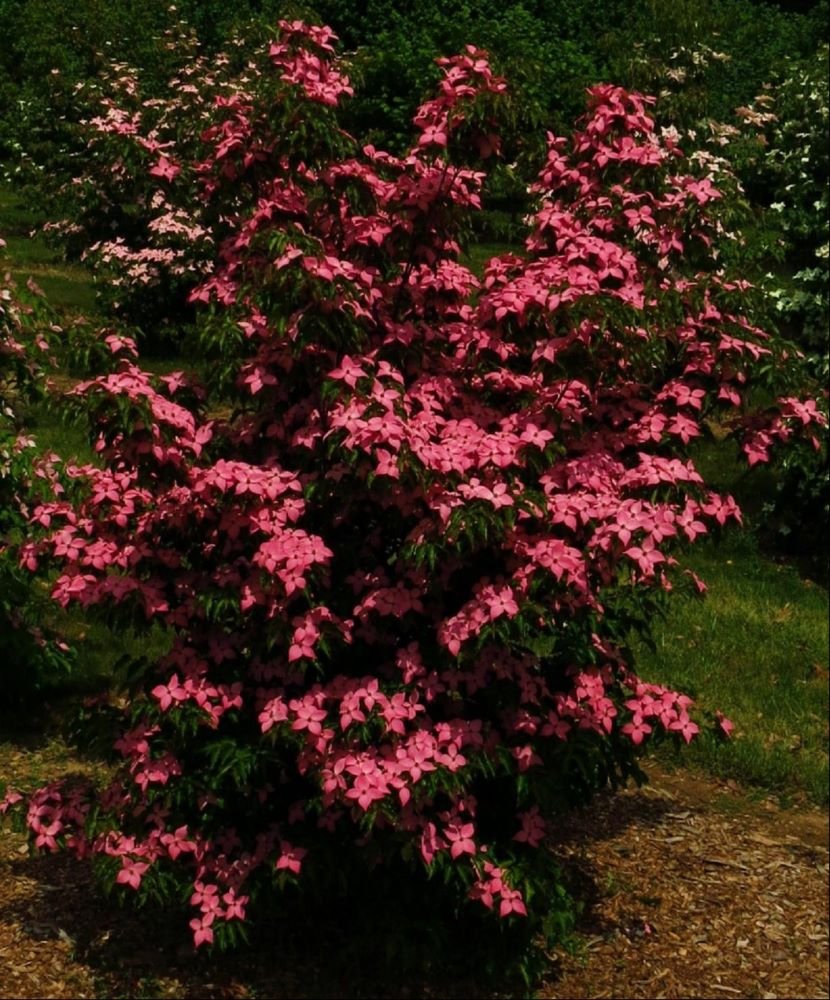 Scarlet Fire™ Chinese Dogwood (Cornus kousa 'Hanros') - 1 gallon 3-4' TREE