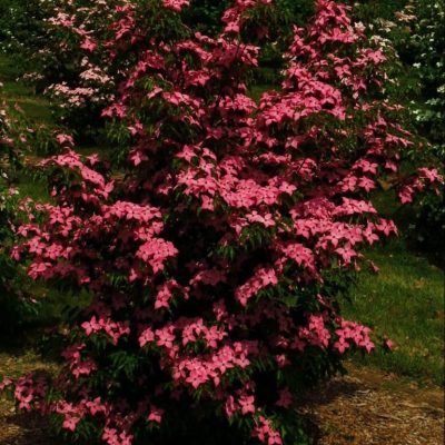 Scarlet Fire™ Chinese Dogwood (Cornus kousa 'Hanros') - 2 gallon 3-4' TREE