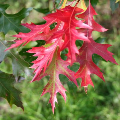 Scarlet Oak (Quercus coccinea) - 3 gallon