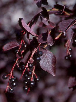 Schubert Chokecherry (Prunus virginiana 'Schubert') - 3 gallon 48" TREE