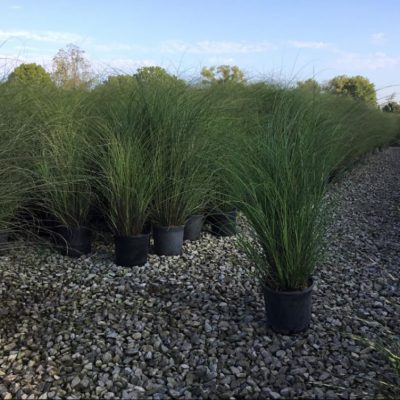 Scout Maiden Grass (Miscanthus 'M. S. Scout') - 3 gallon