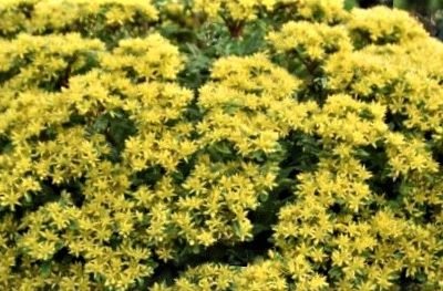 Sedum ROCK 'N LOW™  (Sedum 'Rock N Round Bright Idea') - 1 gallon