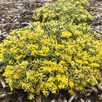 Sedum Rock 'N Grow® 'Boogie Woogie'