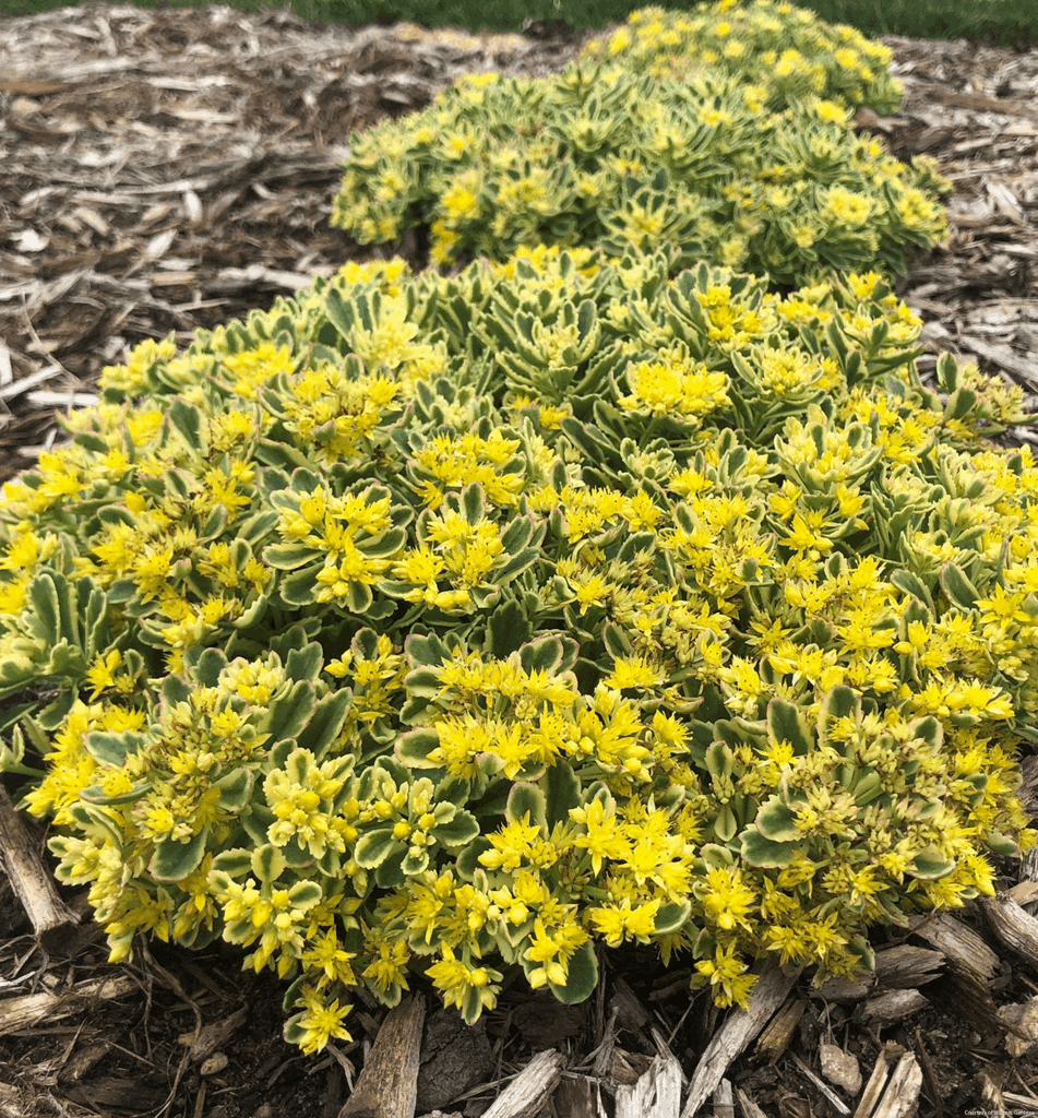Sedum Rock 'N Grow® 'Boogie Woogie'