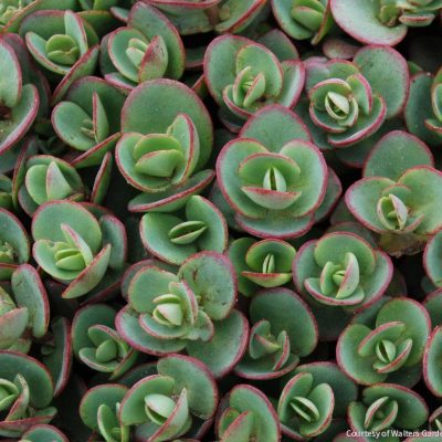 Sedum Sunsparkler® 'Lime Zinger'