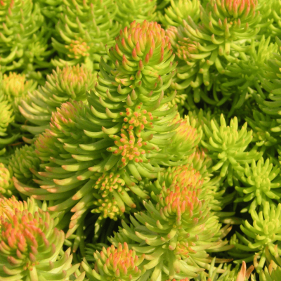 Sedum r. 'Angelina'