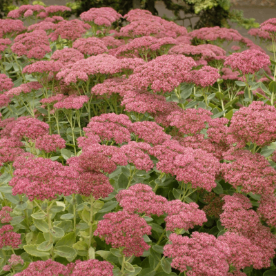 Sedum s. 'Autumn Joy'