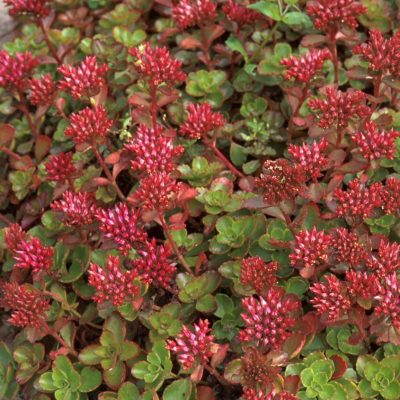 Sedum s. 'Fulda Glow'