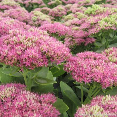 Sedum s. 'Neon'