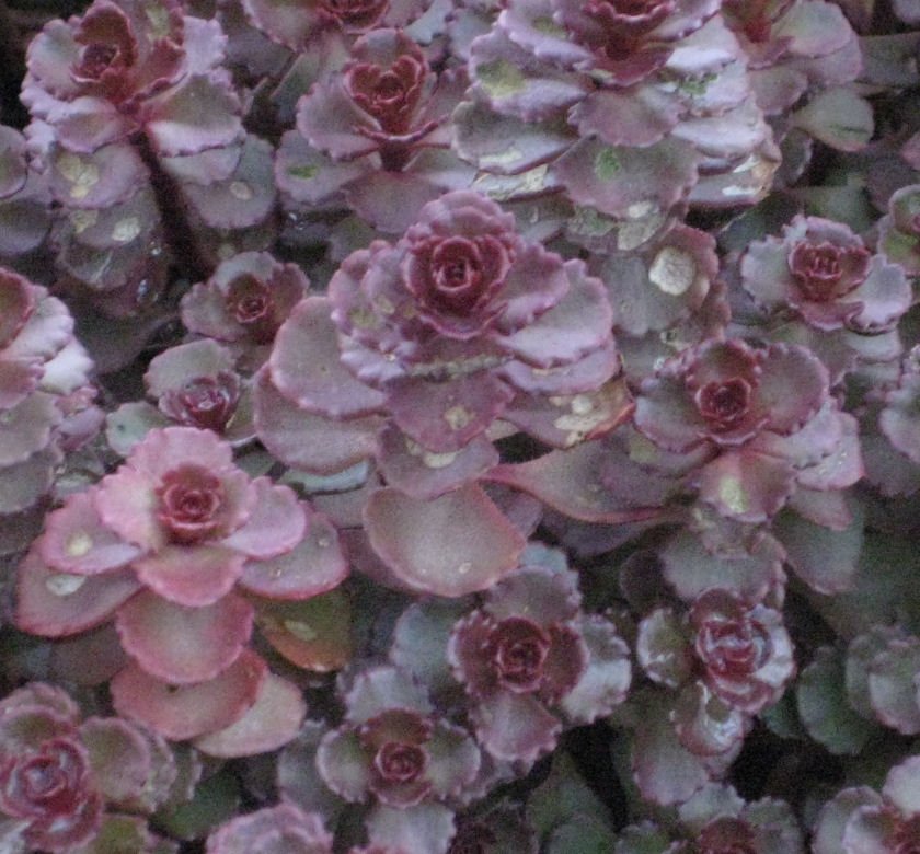 Sedum s. 'Voodoo' - Image 2