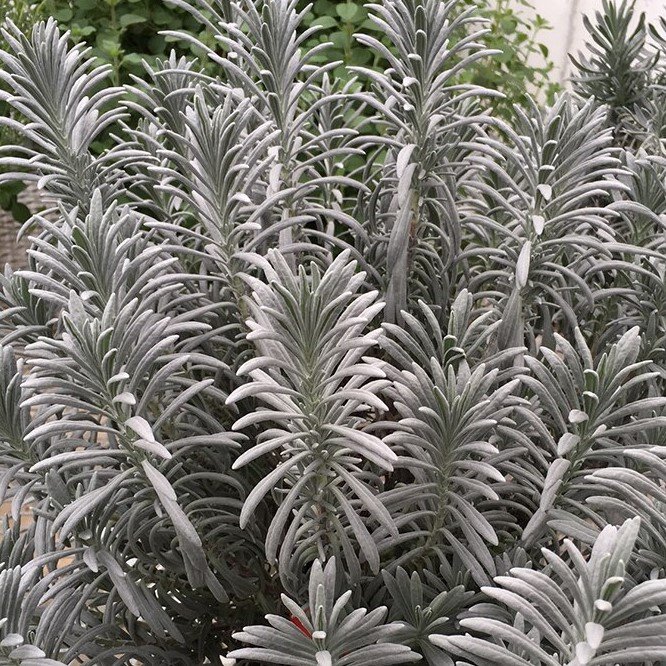Sensational!® Lavender (Lavandula x i. 'Sensational') - QT