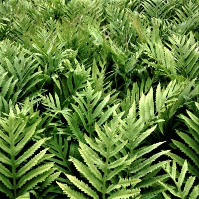 Sensitive Fern (Onoclea 'Sensitive') - 1 gallon