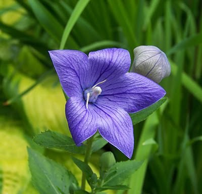 Sentimental Blue Balloon Flower (Platycodon grandiflorus 'Sentimental Blue') - QT
