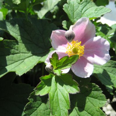 September Charm Anemone (Anemone x hybrida 'September Charm') - 1 gallon