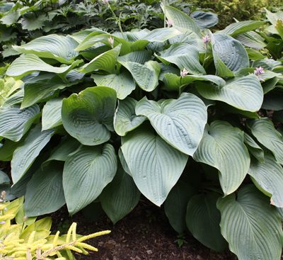 Shadowland® 'Empress Wu' Hosta (Hosta empress 'Empress Wu') - 1 gallon