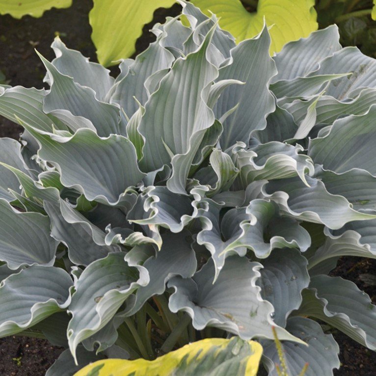 Shadowland® 'Waterslide' Hosta
(Hosta shadowland 'Waterslide') - 1 gallon