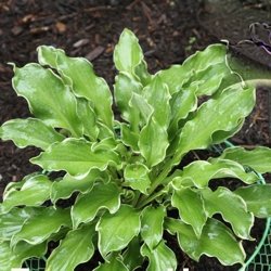 Shadowland® 'Wheee!' Hosta (Hosta wheee) - 1 gallon