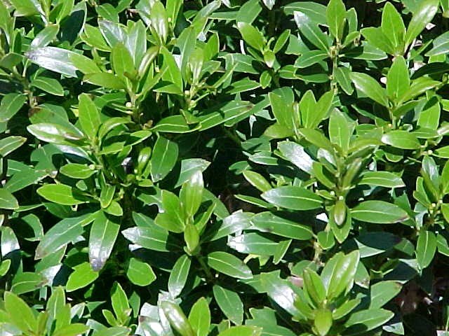 Shamrock Holly (Ilex glabra 'Shamrock') - 3 gallon 15"