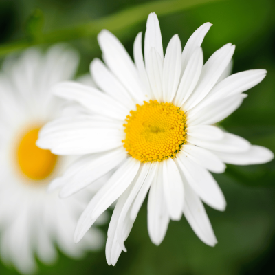 Shasta Daisy