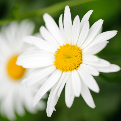 Shasta Daisy