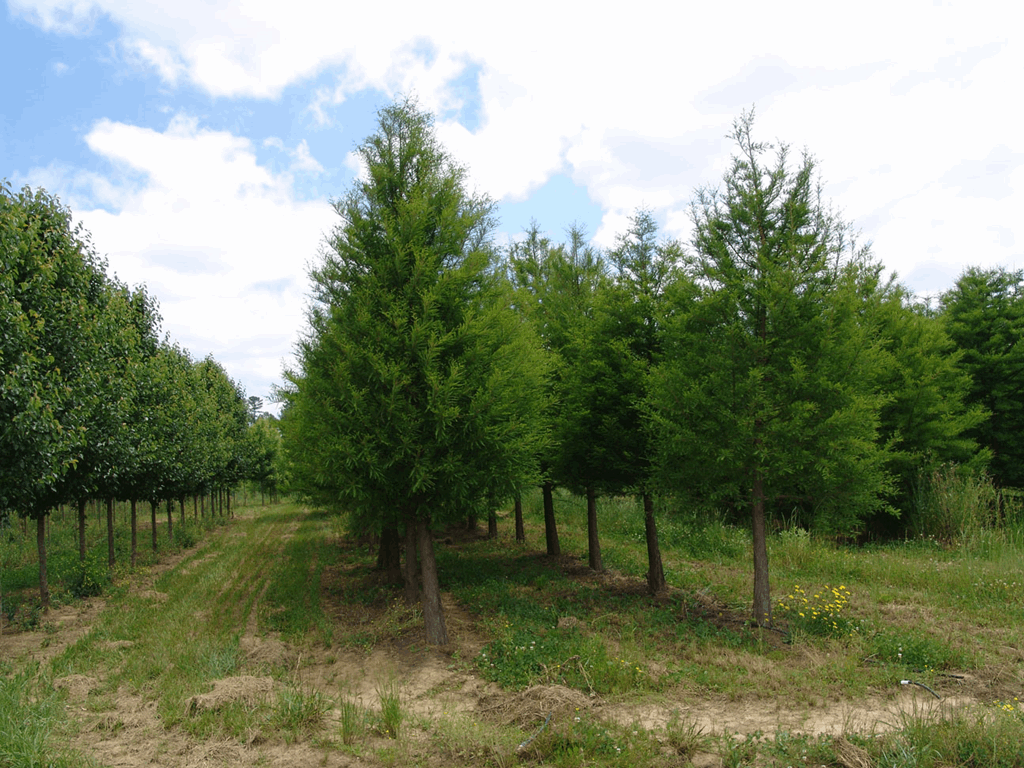 Shawnee Brave™ Baldcypress (Taxodium distichum 'Shawnee Brave') - 1 gallon 1-2' TREE