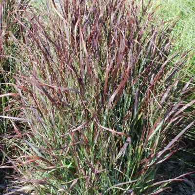 Shenandoah Switch Grass (Panicum virgatum 'Shenandoah') - 2 gallon