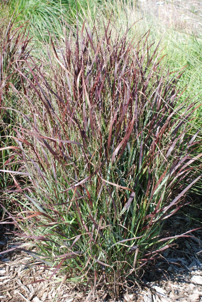 Shenandoah Switch Grass (Panicum virgatum 'Shenandoah') - QT