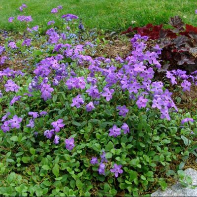 Sherwood Purple Creeping Phlox (Phlox stolonifera 'Sherwood Purple') - 1 gallon
