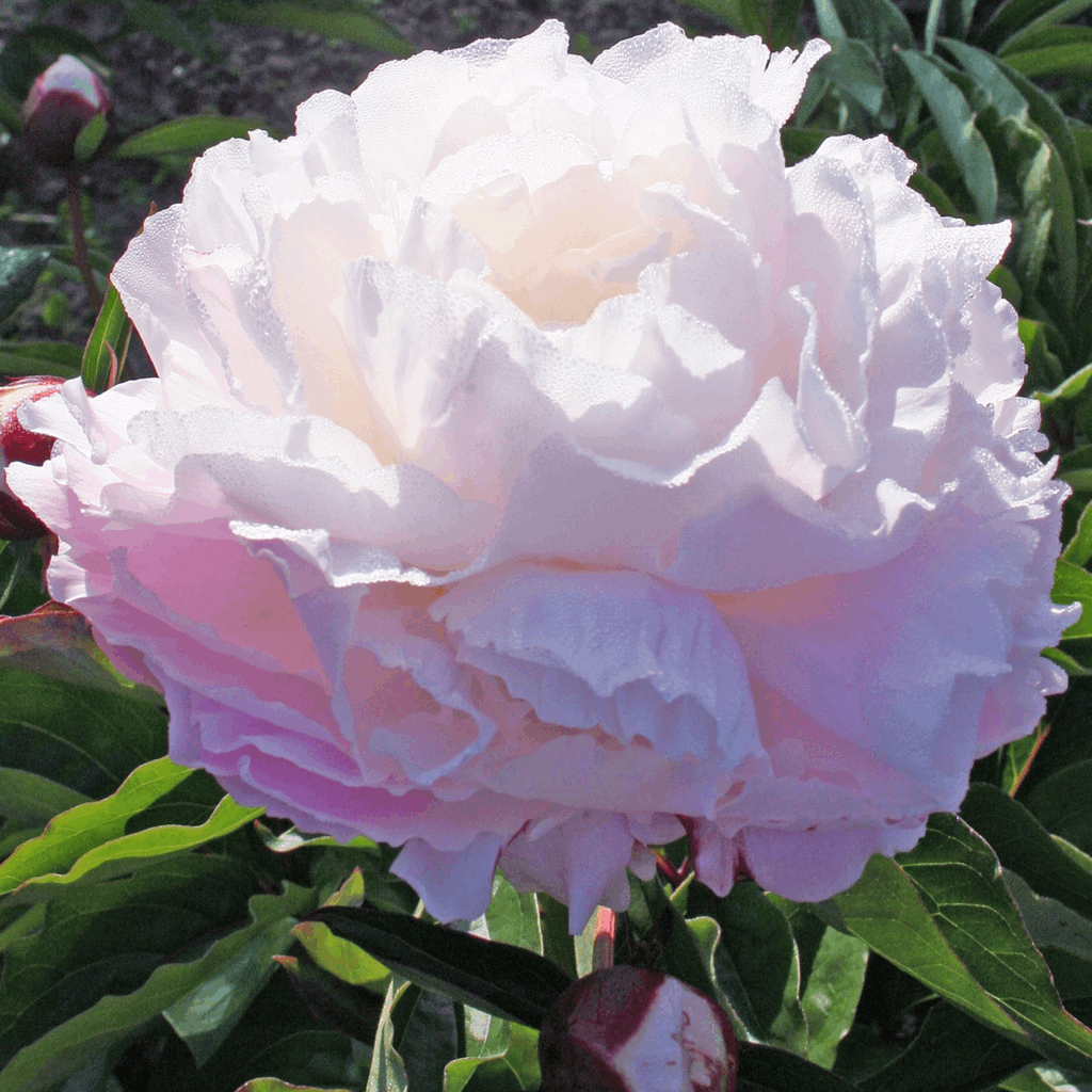 Shirley Temple Peony (Paeonia lactiflora 'Shirley Temple') - 2 gallon
