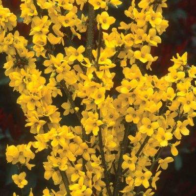 Show Off® Forsythia (Forsythia x intermedia 'Mindor') - QT