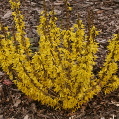 Show Off® Sugar Baby® Forsythia (Forsythia x intermedia 'Show Off Sugar Baby’) - QT