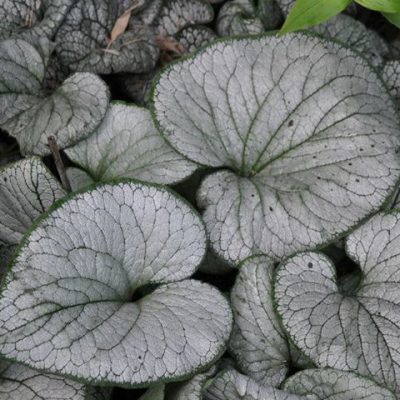 Silver Heart Siberian Bugloss (Brunnera macrophylla 'Silver Heart') - 1 gallon