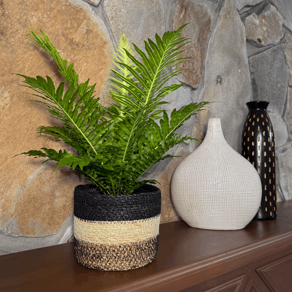 Silver Lady Tree Fern (Blechnum Gibbum 'Silver Lady') - 6 Inch Indoor Houseplant - Image 2