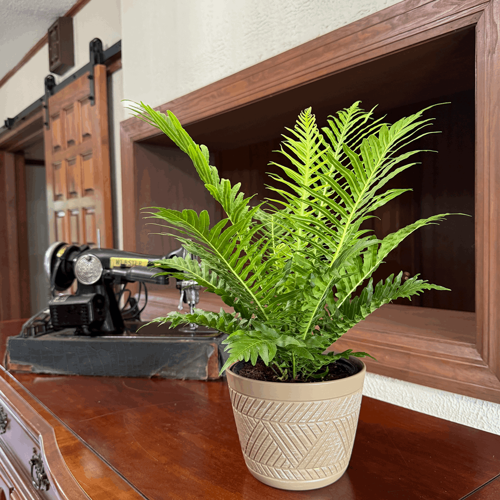 Silver Lady Tree Fern (Blechnum Gibbum 'Silver Lady') - 6 Inch Indoor Houseplant - Image 3